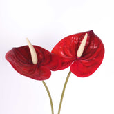 2pcs Anthurium Stem Red 60cmH